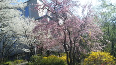 桜