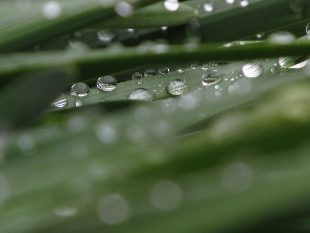 露草