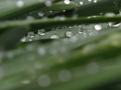 露草