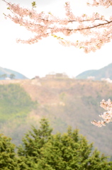 竹田城跡の桜