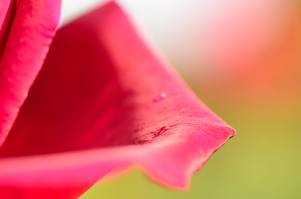 雫花