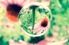 空玉　花