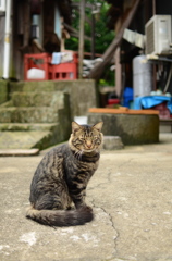 島のねこ