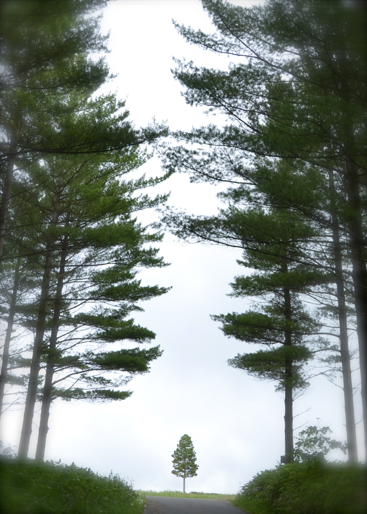 富良野