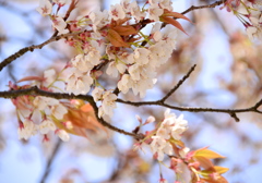 桜...春がやってきた