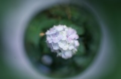 空玉　紫陽花