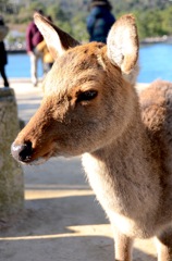 宮島のシカ