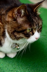 舞鶴ねこ
