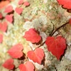LOVEleaf