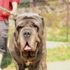 世界一怖い顔の犬