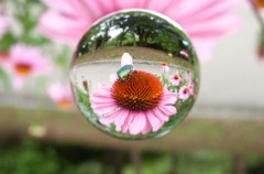 宙玉　花とカナブン