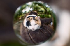 空玉　ねこ