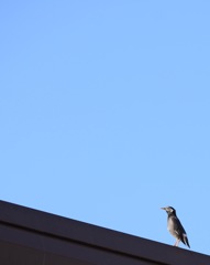 たそがれ