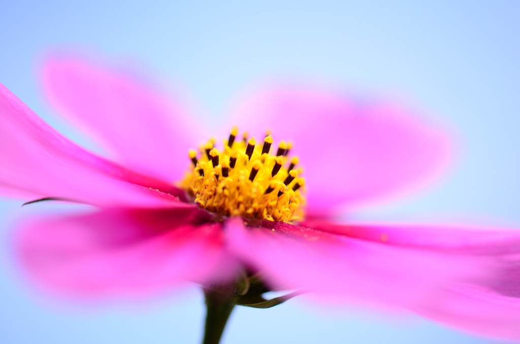 花びらめいっぱい