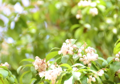 野花