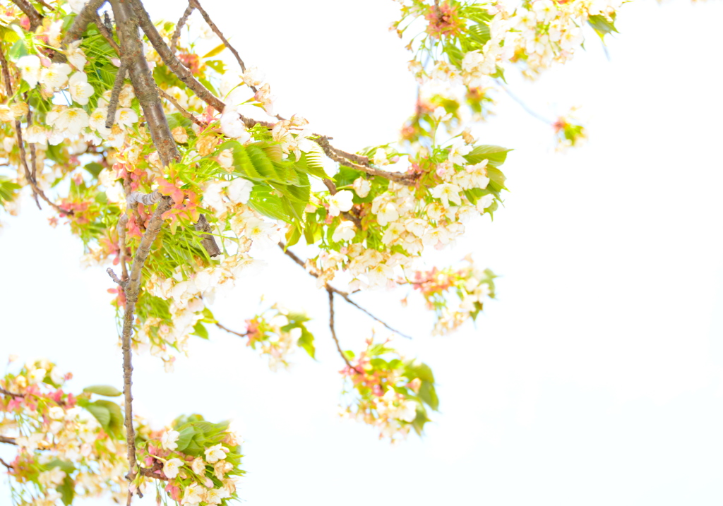 桜...白と緑の景色