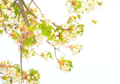 桜...白と緑の景色