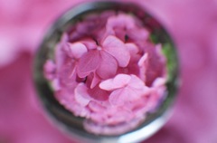 空玉　紫陽花