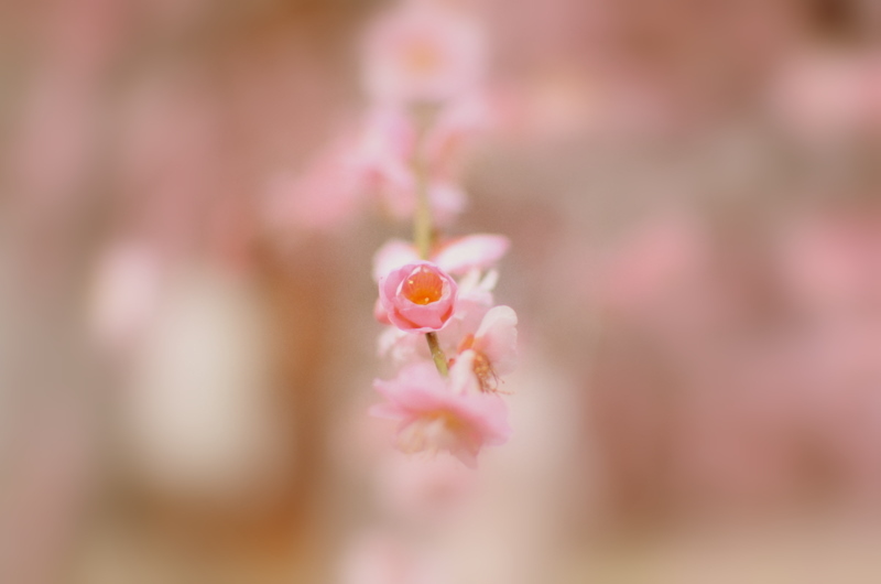 一花