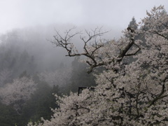 樽見大桜