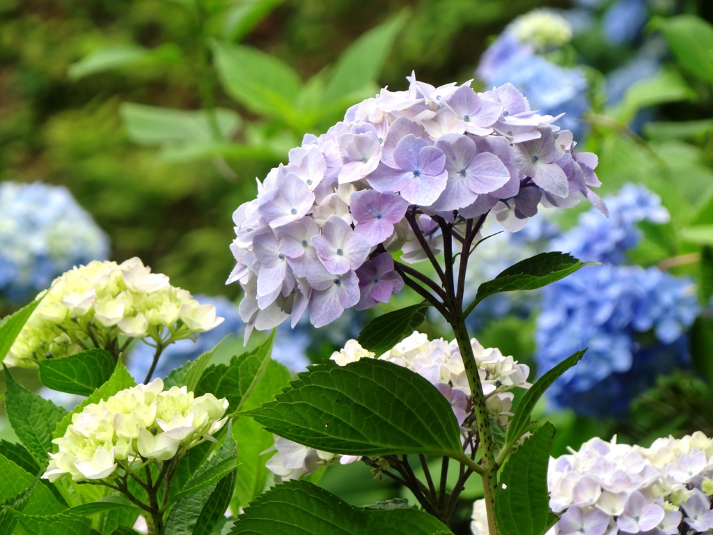 大垣内紫陽花園－０２７DSC04599