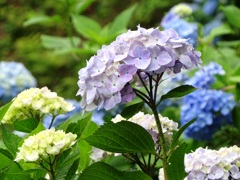 大垣内紫陽花園－０２７DSC04599