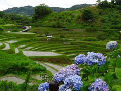 下赤阪の棚田０５DSC04082