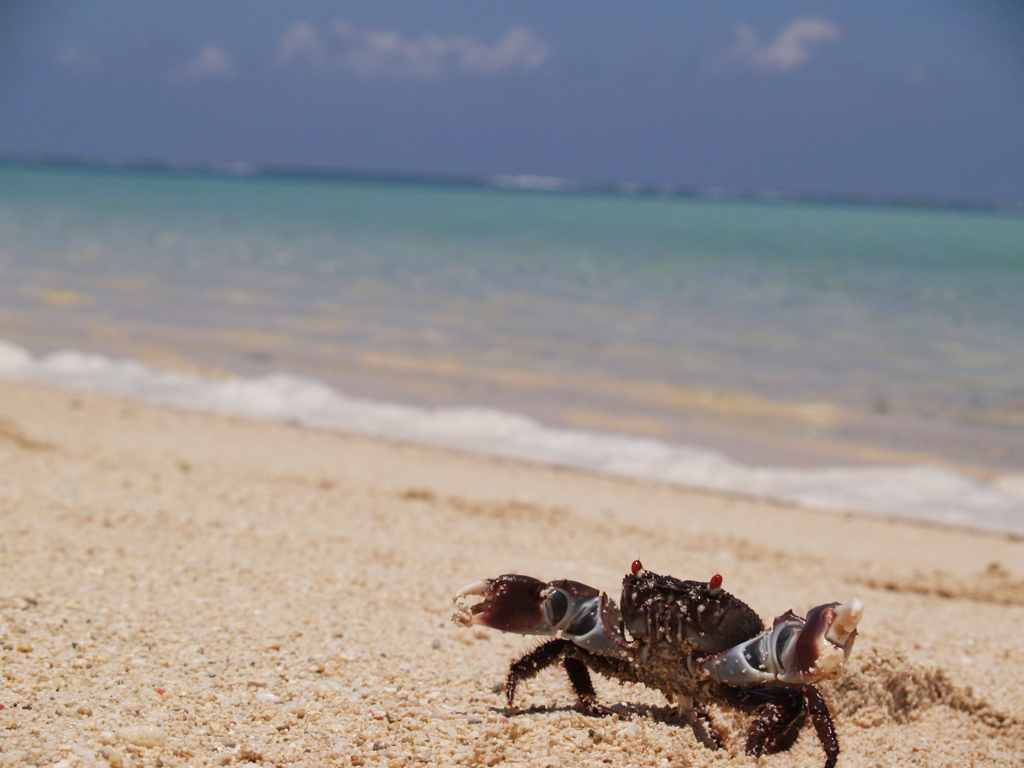 「通せんぼ」　2011下地島