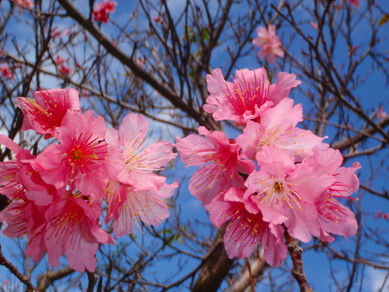 「１月に咲く桜」 2010 January