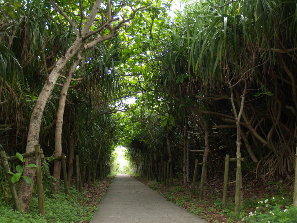 「通り池へ」　2011下地島