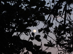 「満月」 2010 December