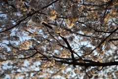 夕陽色の桜