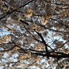 夕陽色の桜
