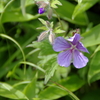 淡紫の花