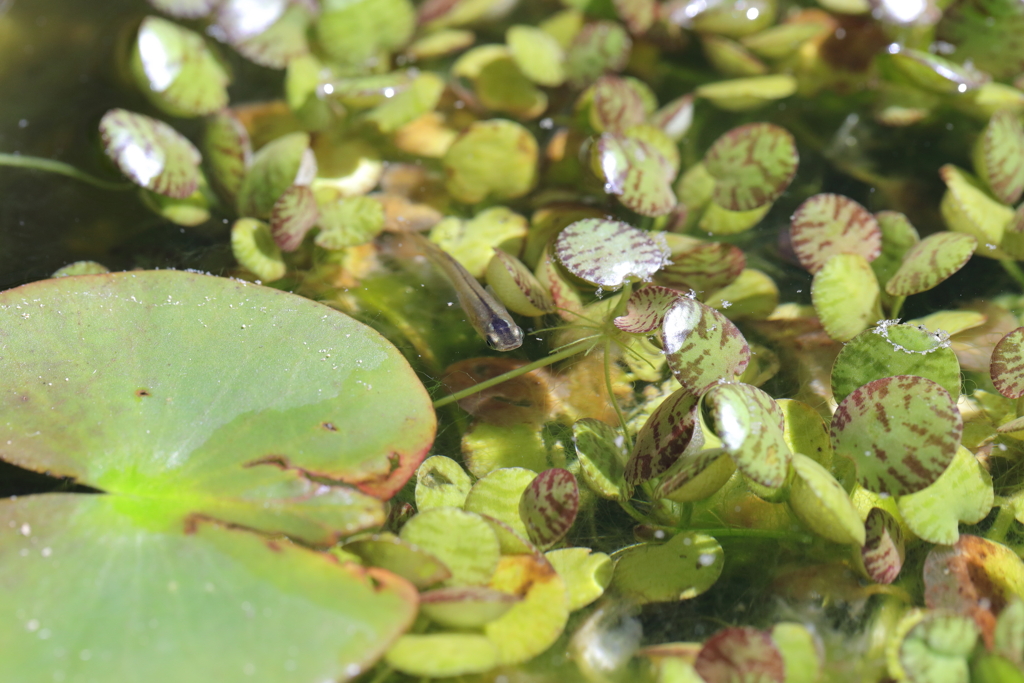 気性の荒い親メダカ