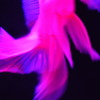金魚**