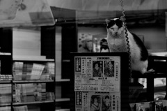 本屋の猫