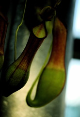 Nepenthes