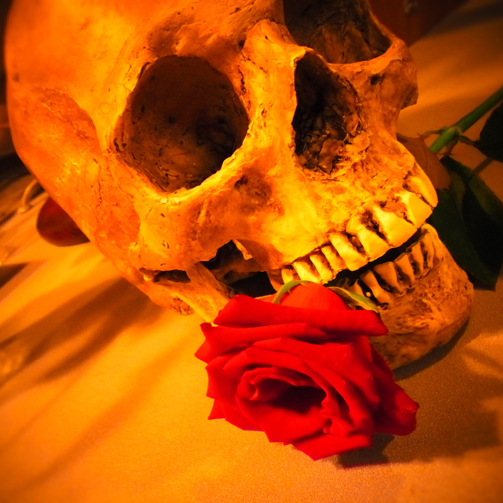 skull and rose