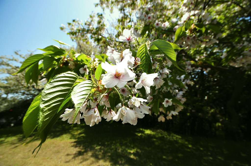 桜！