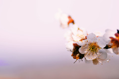 梅の花