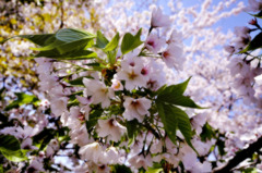 sakura3
