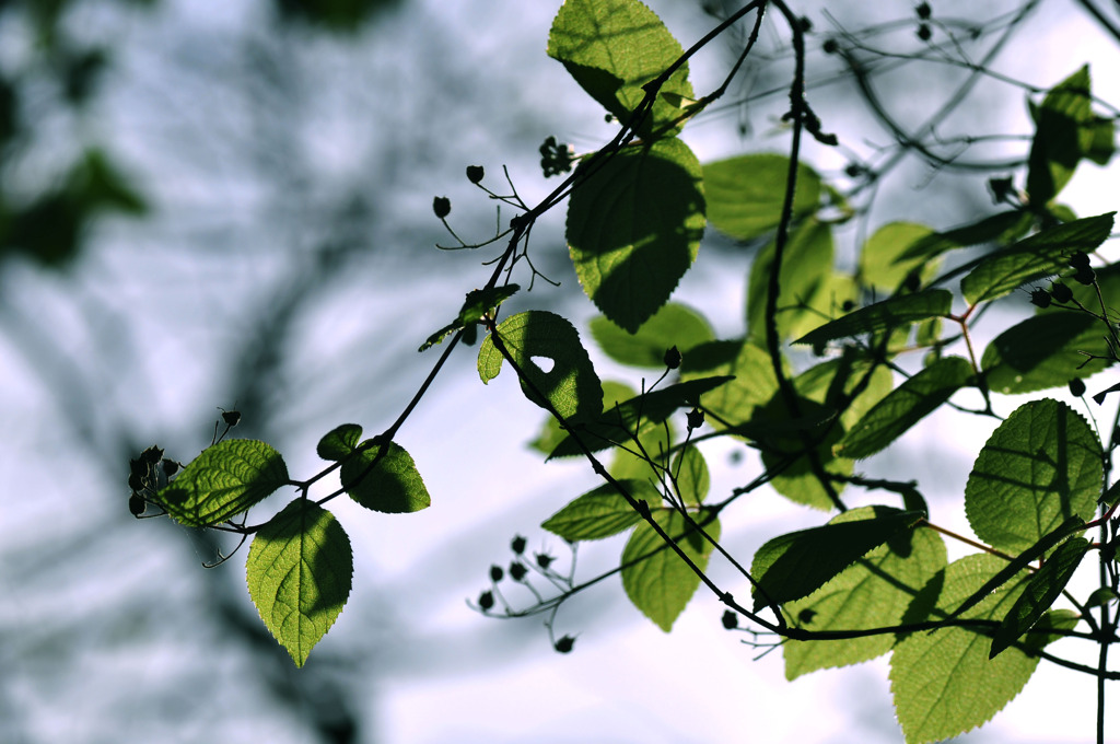 green leaves