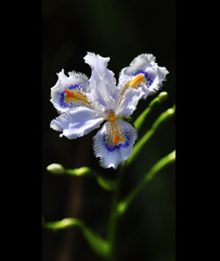 Iris Japonaise