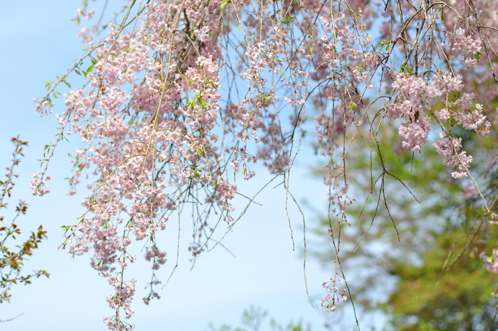 遅れる桜！