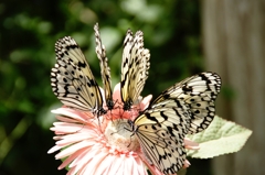 20110502097