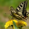 20120429019T