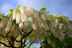 20120511106