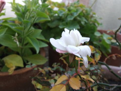 冬花