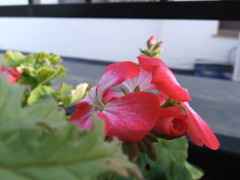 冬花